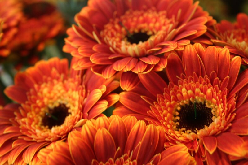 Orange Gerbera Daisies — Vibrant
