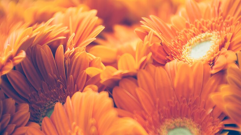 Orange Gerbera Daisies — Warm