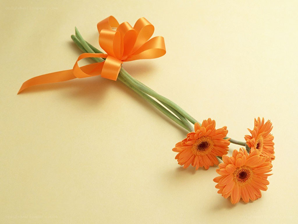 orange gerbera daisies with ribbon