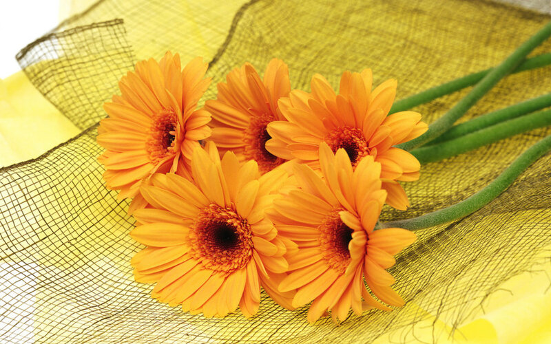 Orange Gerbera Daisies — Yellow, Calm