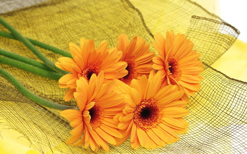 Orange Gerbera Daisies — Yellow