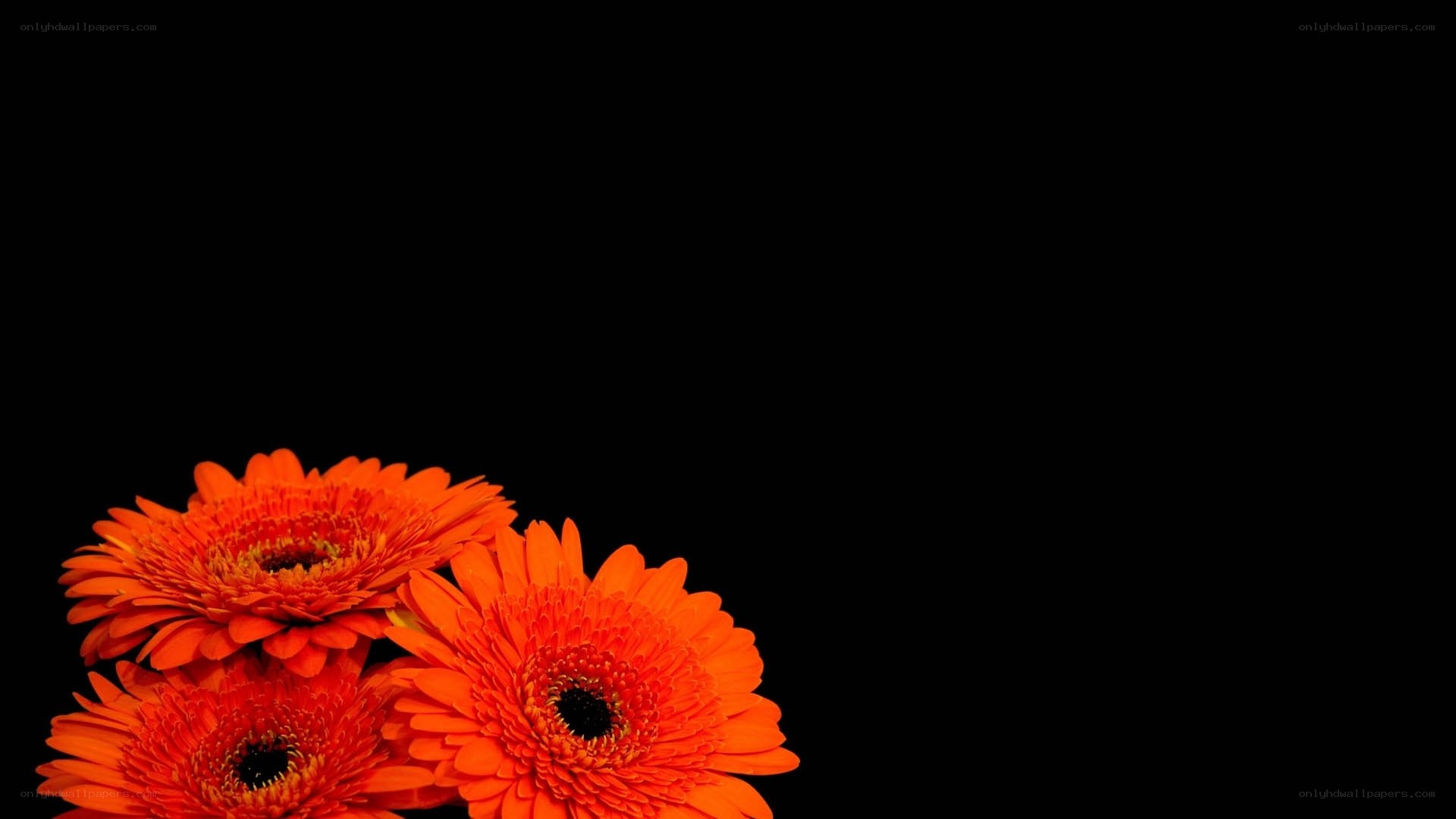 orange gerbera daisies
