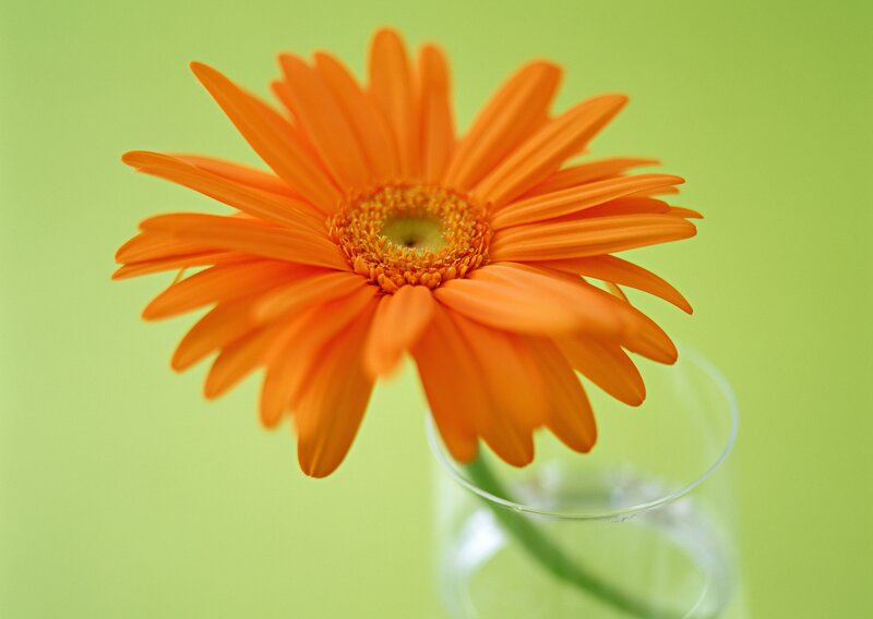 orange gerbera daisy