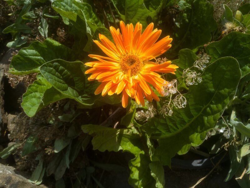 Orange Gerbera Daisy — Bright, Afternoon, Photograph