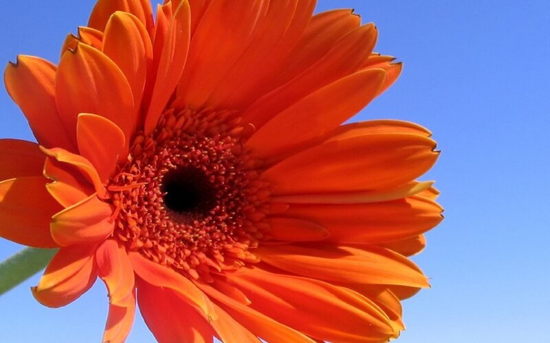 Orange Gerbera Daisy — Bright, Afternoon