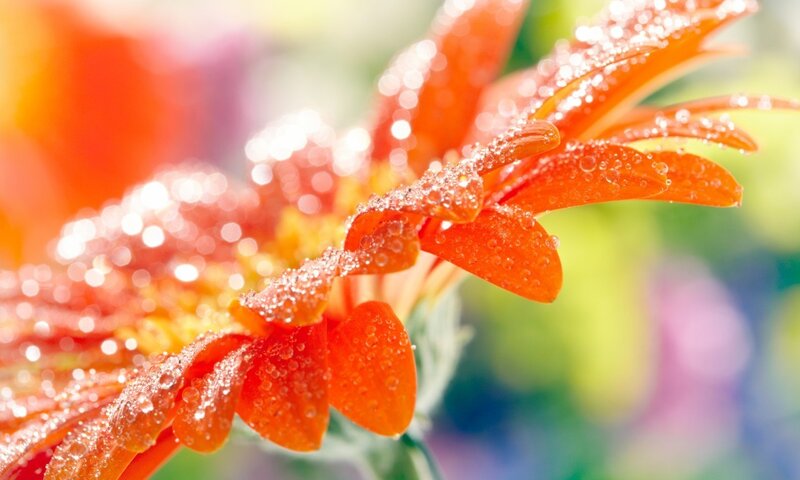 Orange Gerbera Daisy — Bright, Morning