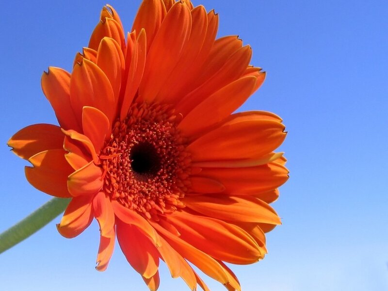 Orange Gerbera Daisy — Bright