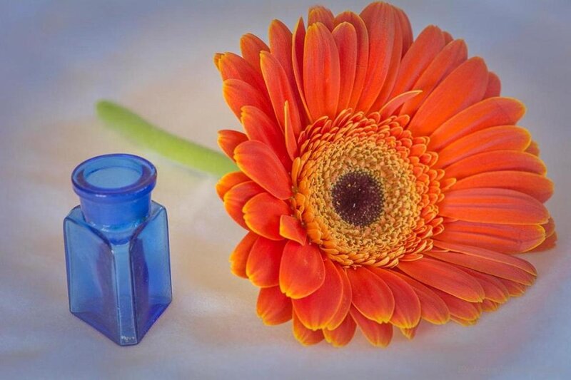 Orange Gerbera Daisy — Calm, Photograph, Blue Bottle