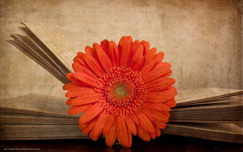 Orange Gerbera Daisy — Calm, Photograph, Book, Paper