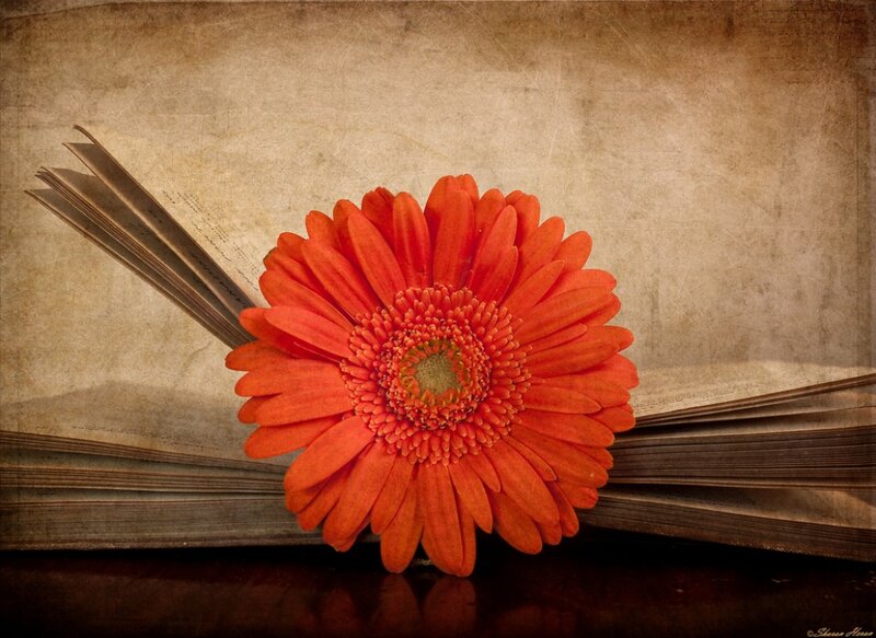 Orange Gerbera Daisy — Calm, Photograph, Book, Table