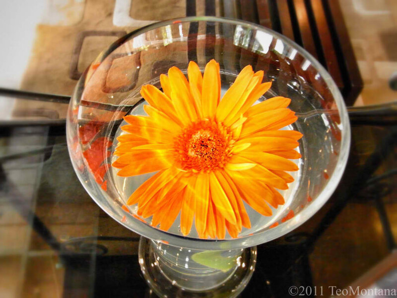 Orange Gerbera Daisy — Calm, Photograph, Flower, Glass Bowl
