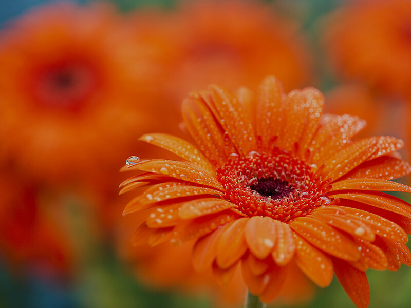 Orange Gerbera Daisy — Calm, Photograph, Flower, Petal