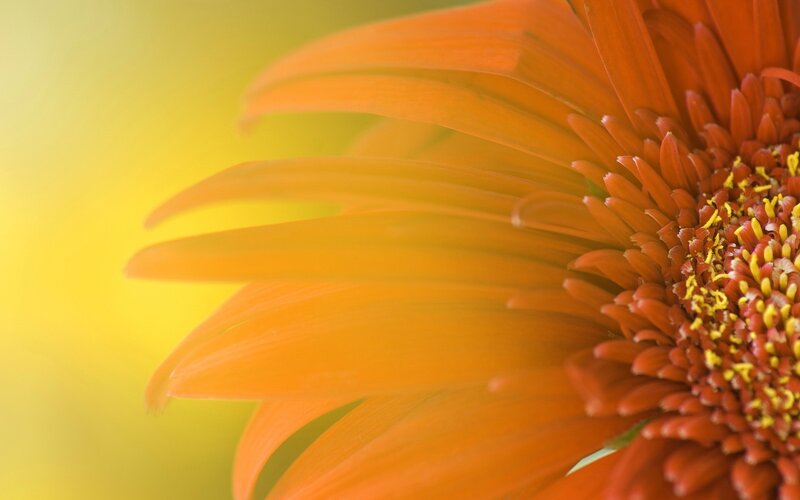 Orange Gerbera Daisy — Calm, Photograph, Flower, Petals