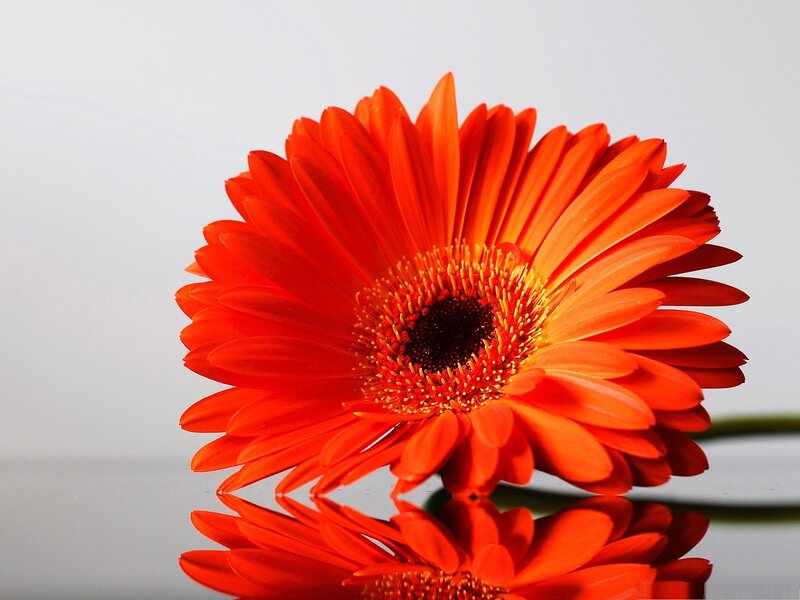 Orange Gerbera Daisy — Calm, Photograph, Flower, Reflection, Stem