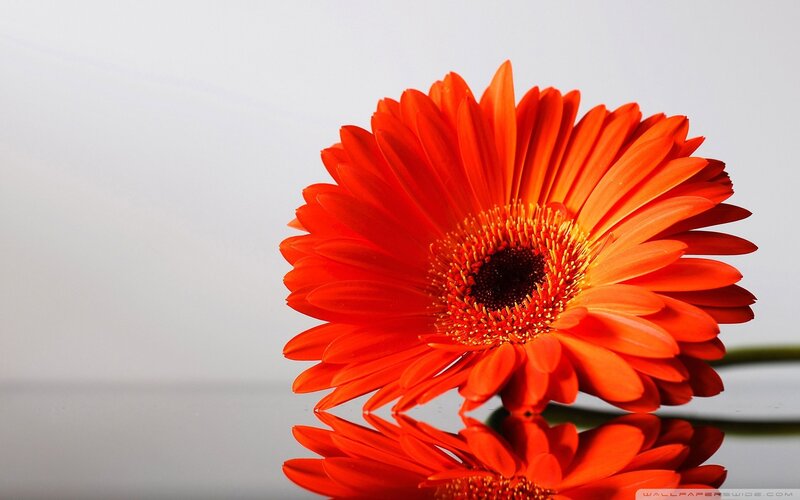 Orange Gerbera Daisy — Calm, Photograph, Flower, Reflection, Stem, White, Black