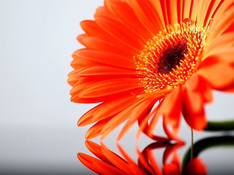 Orange Gerbera Daisy — Calm, Photograph, Flower, Reflection, Stem, Yellow, White