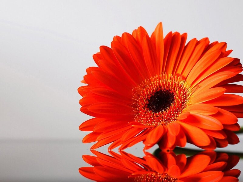 Orange Gerbera Daisy — Calm, Photograph, Flower, Reflection, White Background