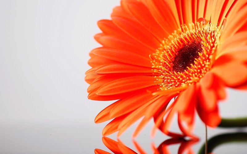 Orange Gerbera Daisy — Calm, Photograph, Flower, Stem, Reflection