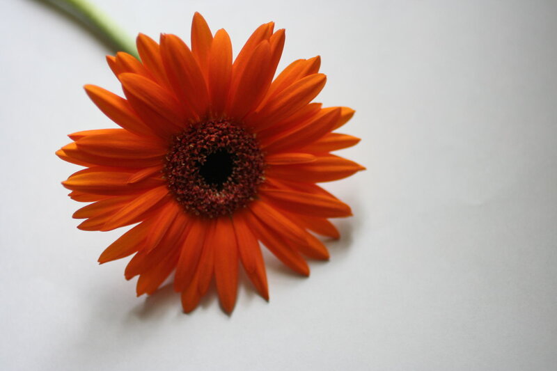 Orange Gerbera Daisy — Calm, Photograph, Flower, Stem, White Background