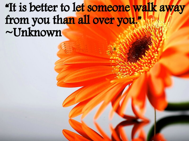 Orange Gerbera Daisy — Calm, Photograph, Flower, Text