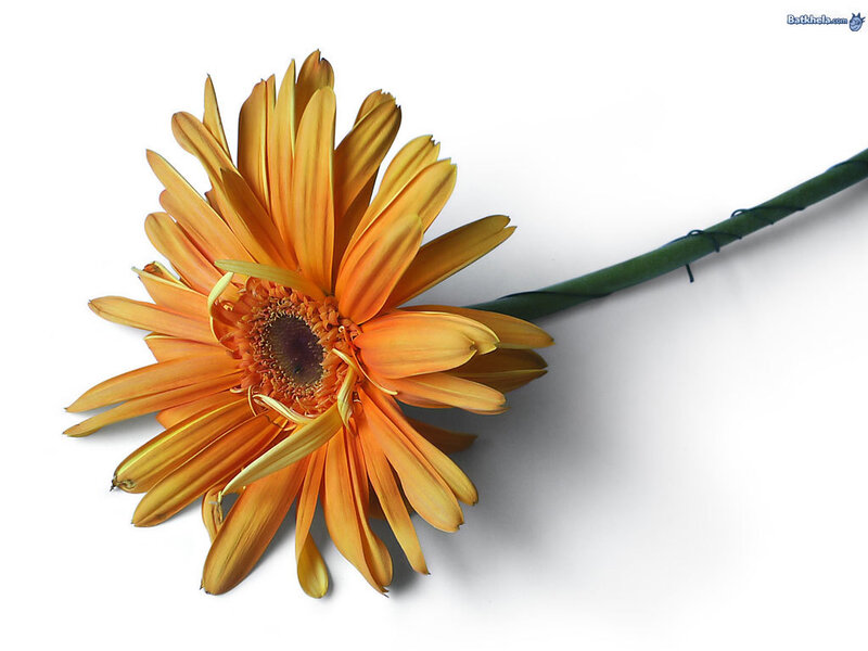 Orange Gerbera Daisy — Calm, Photograph, Flower