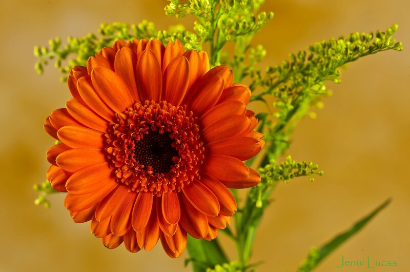 Orange Gerbera Daisy — Calm, Photograph, Green Buds, Stem