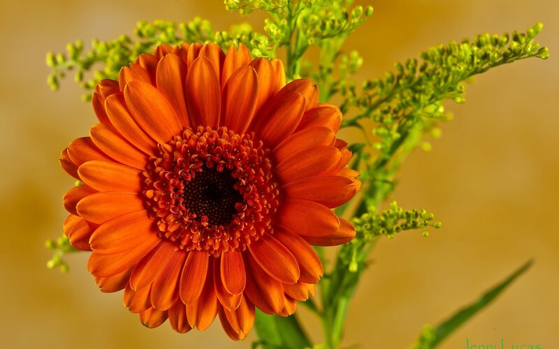 Orange Gerbera Daisy — Calm, Photograph, Green Buds