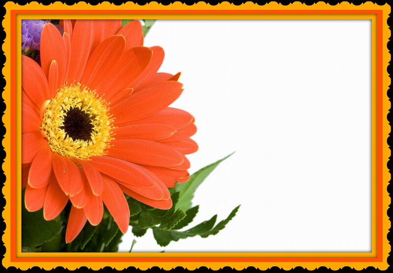 Orange Gerbera Daisy — Calm, Photograph, Green Leaves, Purple Flower