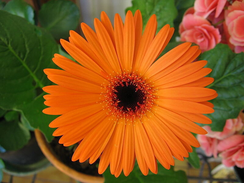 Orange Gerbera Daisy — Calm, Photograph, Green Leaves