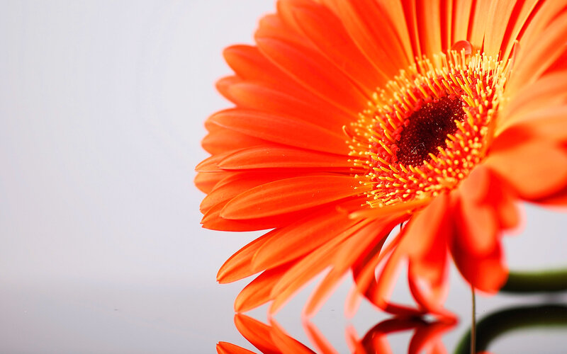 Orange Gerbera Daisy — Calm, Photograph, Petals, Center