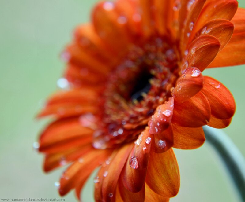 Orange Gerbera Daisy — Calm, Photograph, Petals