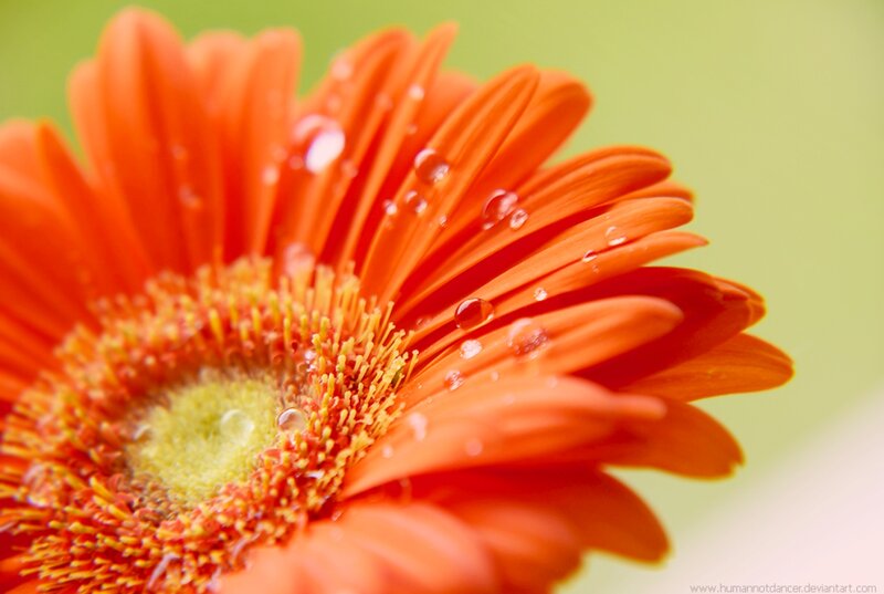Orange Gerbera Daisy — Calm, Photograph, Petals, Water Droplets, Center