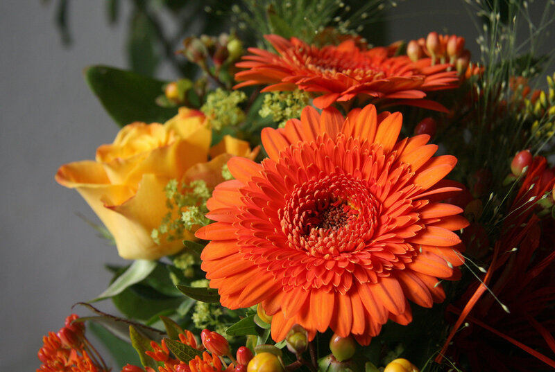 Orange Gerbera Daisy — Calm, Photograph, Rose
