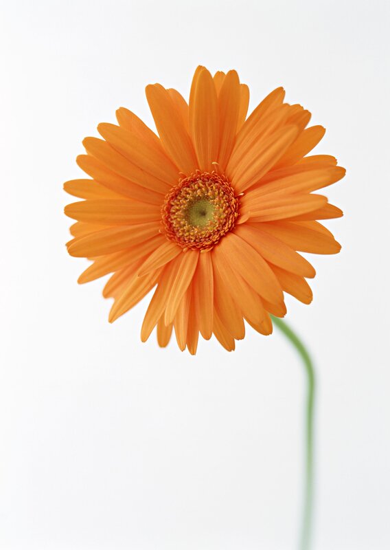 Orange Gerbera Daisy — Calm, Photograph, Stem