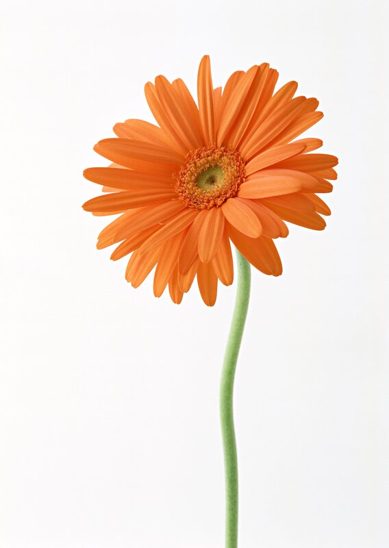 Orange Gerbera Daisy — Calm, Photograph, Stem, White Background