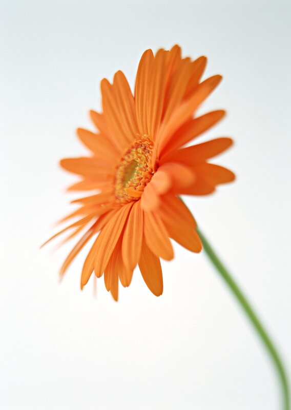 Orange Gerbera Daisy — Calm, Photograph, Stem, White