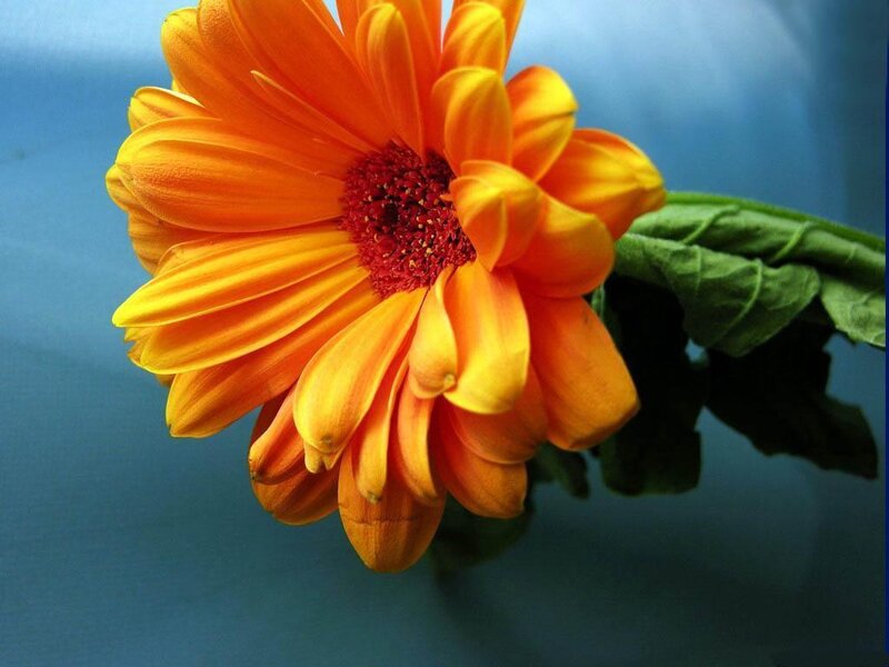 Orange Gerbera Daisy — Calm, Photograph
