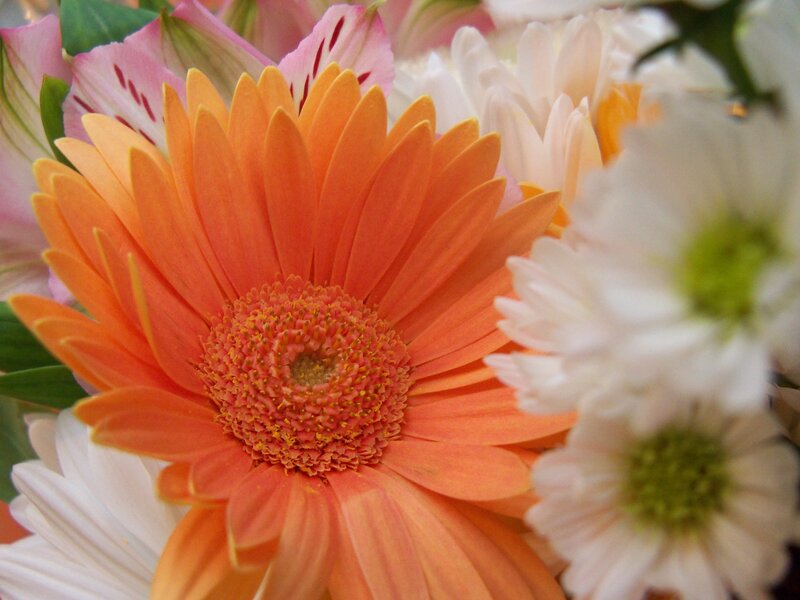 Orange Gerbera Daisy — Calm