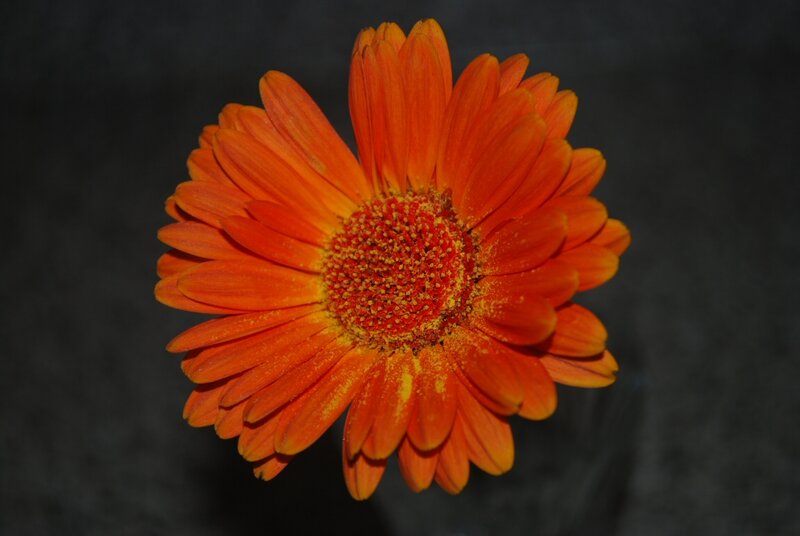 Orange Gerbera Daisy — Dramatic, Photograph, Flower, Center