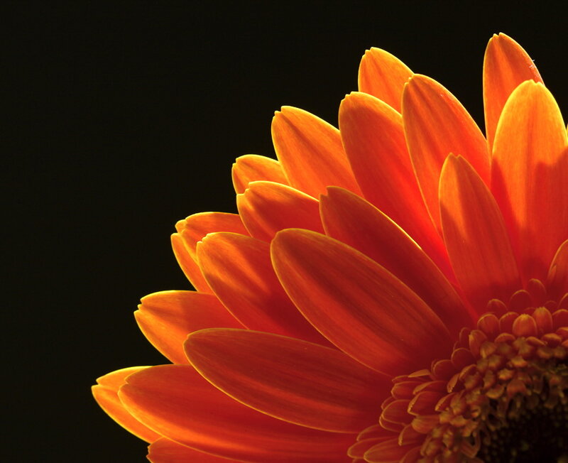 Orange Gerbera Daisy — Dramatic, Photograph, Flower, Petals