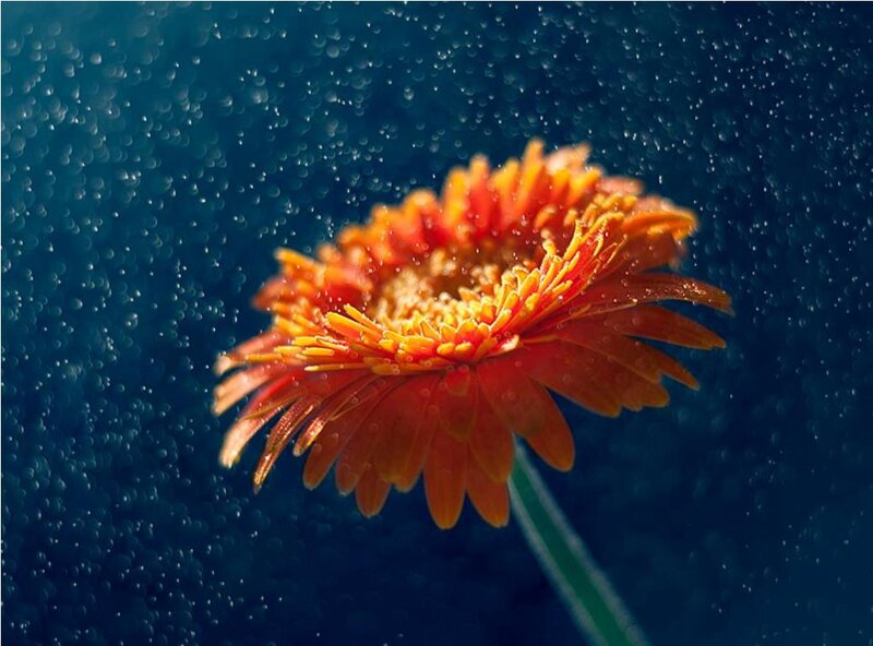 Orange Gerbera Daisy — Dramatic, Photograph, Flower, Stem