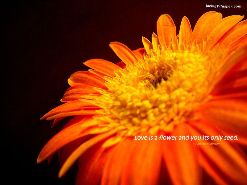 Orange Gerbera Daisy — Dramatic, Photograph, Flower, Text