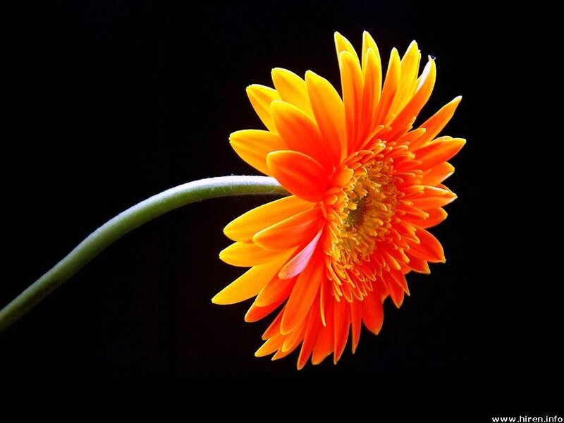 Orange Gerbera Daisy — Dramatic, Photograph, Flower