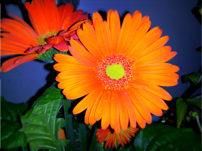 Orange Gerbera Daisy — Dramatic, Photograph, Green Leaves