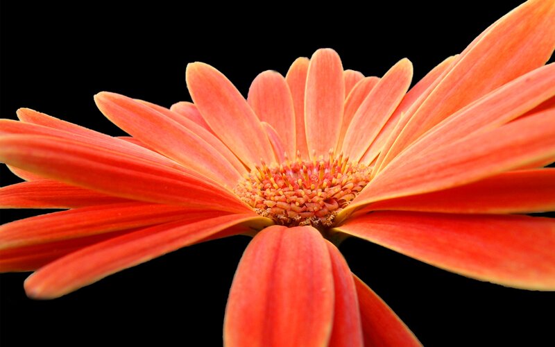 Orange Gerbera Daisy — Dramatic, Photograph