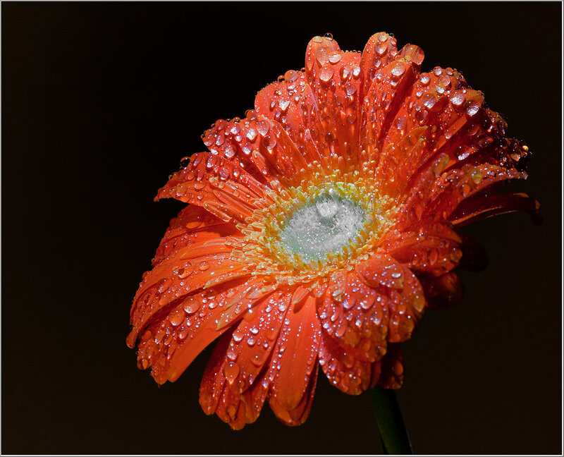 Orange Gerbera Daisy — Dramatic, Photograph, Water Droplets