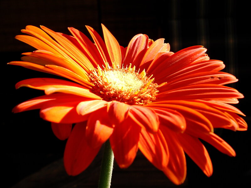 Orange Gerbera Daisy — Dramatic, Sunset