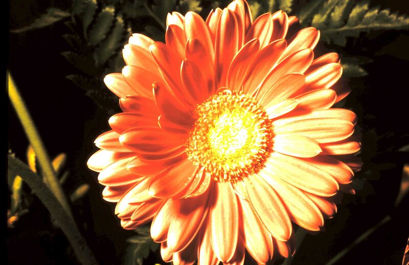 Orange Gerbera Daisy — Dramatic