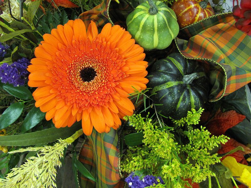 Orange Gerbera Daisy — Festive, Autumn