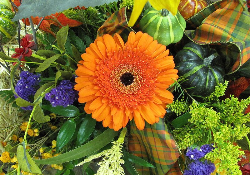 Orange Gerbera Daisy — Festive